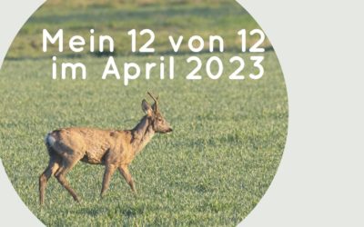 Mein 12 von 12 im April 2023