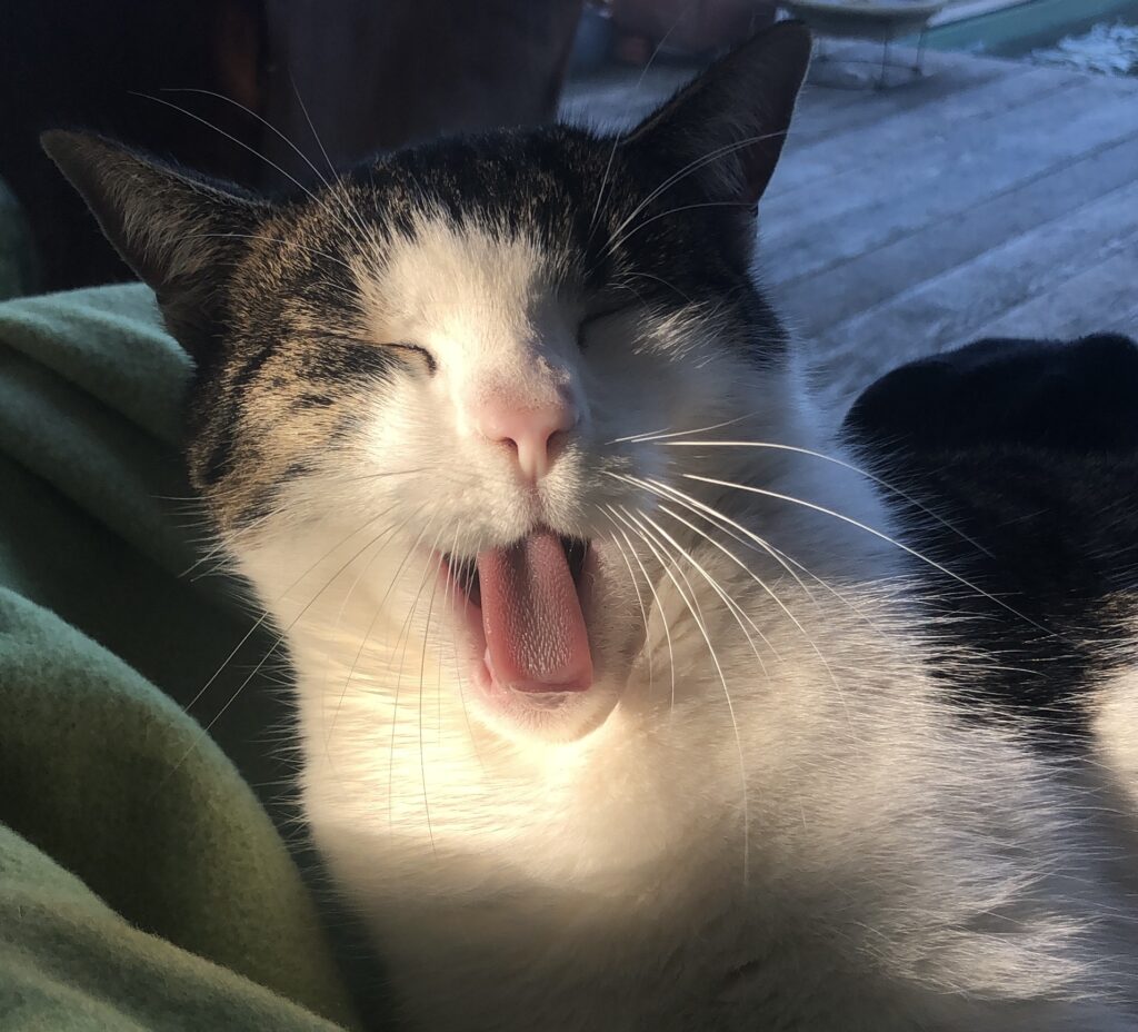 Katze beim Gähnen