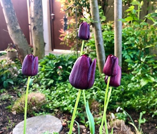 5 dunkellila Tulpen im Morgenlicht