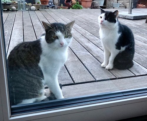 zwei Katzen auf der Terrasse