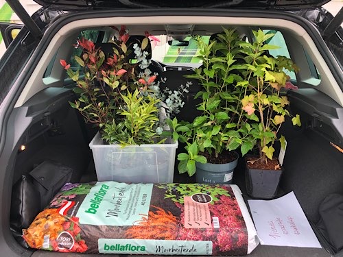 Kofferraum voll mit Pflanzen und Erde