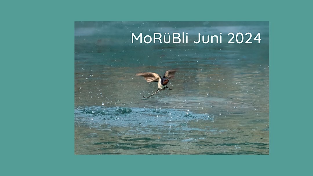 MoRüBli Juni 2024: viele Blumen und viel Wasser von oben