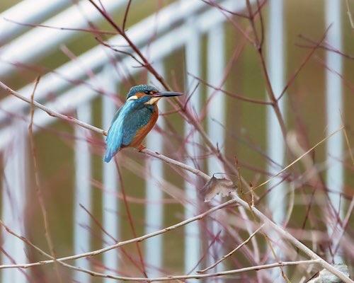 Eisvogel vor Geländer in lichtem Geäst