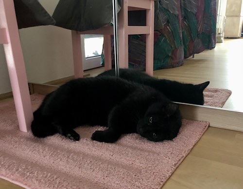 Sehr schwarze Katze auf rosa Teppich