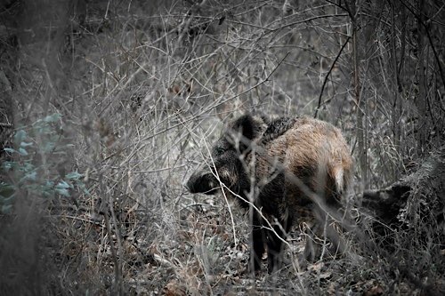 Wilschwein im Wald