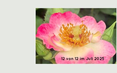 12 von 12 Juni 2025
