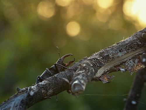 Hirschkäfer vor Sonnenuntergang
