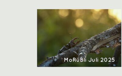 MoRüBli Juli 2025 – Hochsommer trifft es nicht ganz