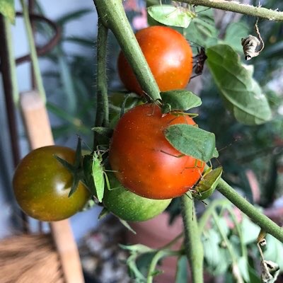 Stinkwanzen auf Tomaten